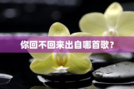 你回不回来出自哪首歌？