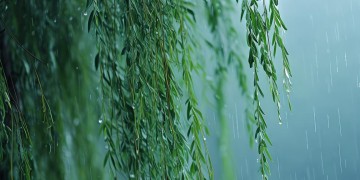 风吹雨打你记得吗这句歌词出自哪首歌？