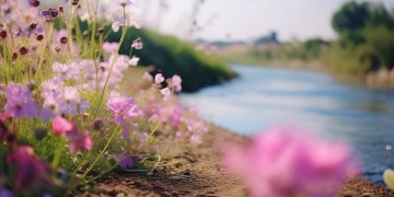 河边的小花究竟是什么调？