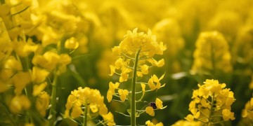油菜花里有小蚂蚁究竟是哪首歌？