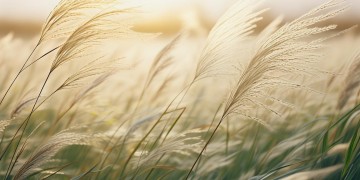 芦苇在阳光下摇曳出自哪首歌？