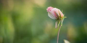 小小的花悄悄绽放究竟是哪首歌？