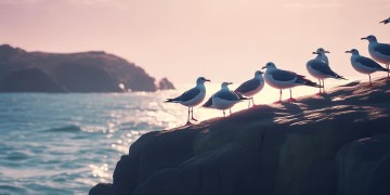 海鸥一排排是哪首歌？