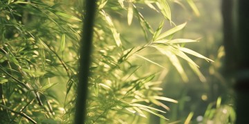 高高的青纱帐出自哪首歌？