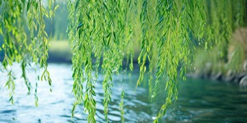 青青河上柳究竟出自哪首歌？