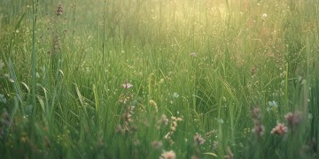 沉睡的草地上究竟是哪首歌？