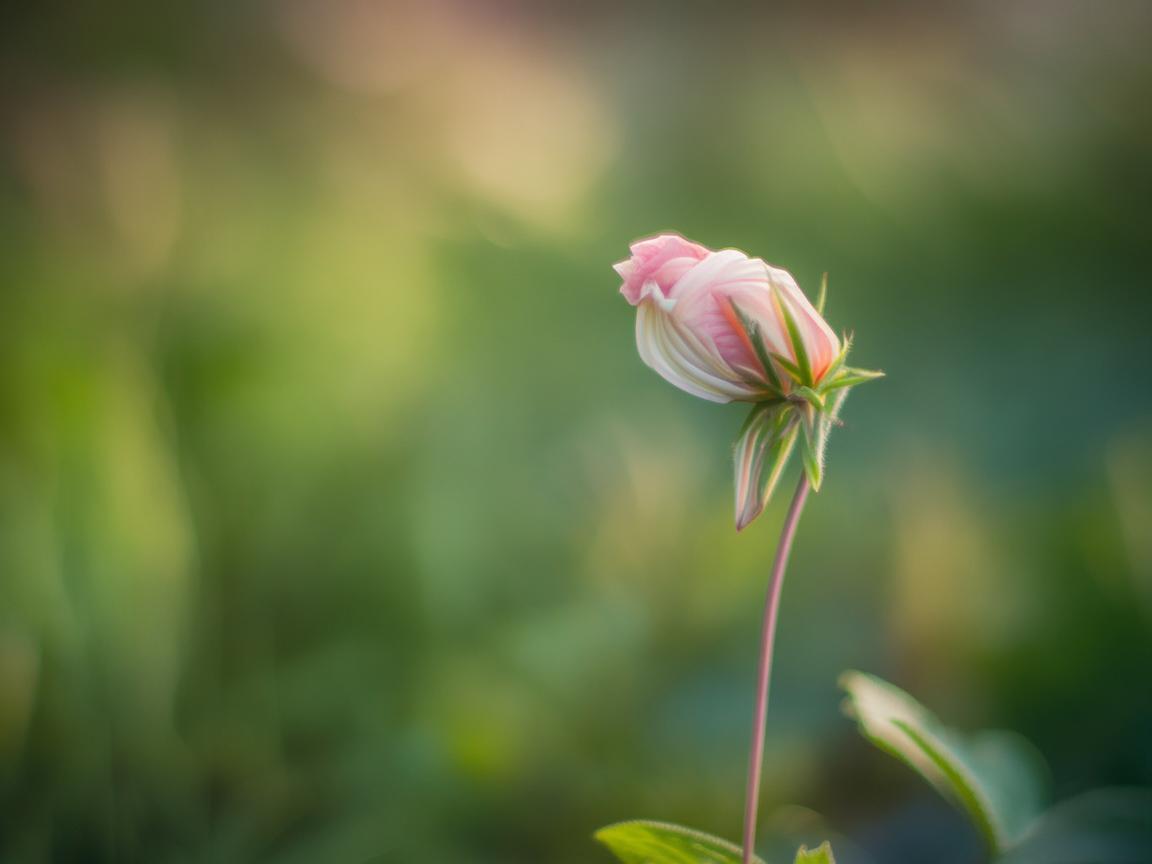 小小的花悄悄绽放究竟是哪首歌？
